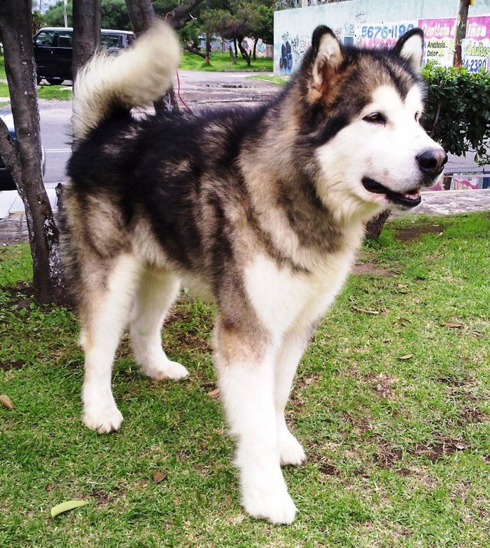 los malamutes de alaska son buenos primeros perros