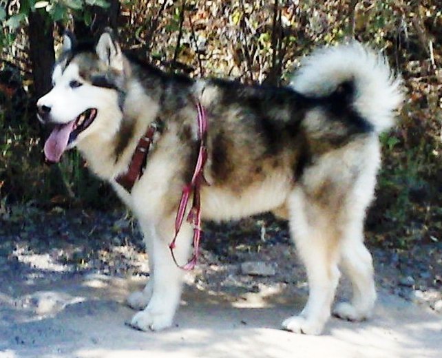 puede un malamute de alaska vivir en groenlandia