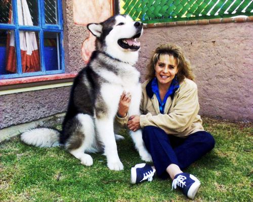 puede un malamute de alaska vivir en groenlandia